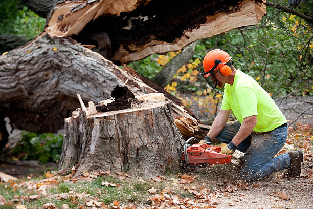 How Our Tree Care Process Works  in  Jefferson, OH